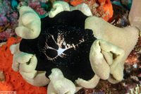 Ovula ovum (Common Egg Cowry)