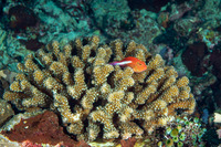 Pocillopora meandrina (Cauliflower Coral)