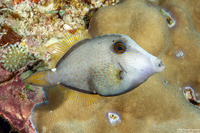 Cantherhines pardalis (Wirenet Filefish)