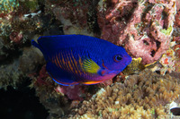 Centropyge bispinosa (Two-Spined Angelfish)