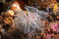 Protula bispiralis (Red Fan Worm)