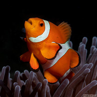 Amphiprion ocellaris (False Clown Anemonefish)