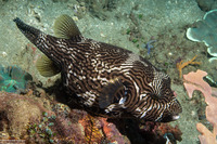 Arothron mappa (Map Puffer)