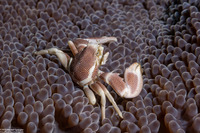 Neopetrolisthes maculatus (Spotted Porcelain Crab)