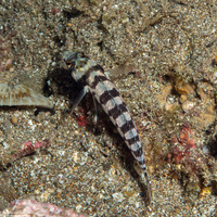 Parapercis tetracantha (Reticulated Sandperch)