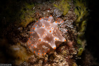 Halgerda batangas (Batangas Halgerda)