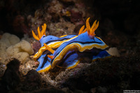Chromodoris annae (Anna's Chromodoris)