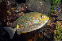 Siganus guttatus (Golden Rabbitfish)