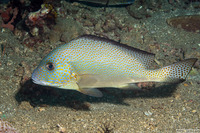 Diagramma pictum (Silver Sweetlips)