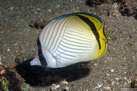 Chaetodon vagabundus (Vagabond Butterflyfish)