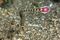 Dunckerocampus dactyliophorus (Ringed Pipefish)