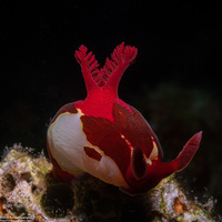 Nembrotha chamberlaini (Chamberlain's Nembrotha)