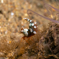 Thor amboinensis (Squat Shrimp)