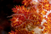 Ophiothrix purpurea (Dark Red-Spined Brittle Star)