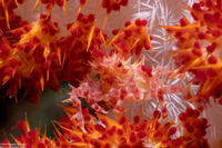 Hoplophrys oatesii (Soft Coral Crab)