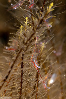 Manipontonia psamathe (Translucent Gorgonian Shrimp)