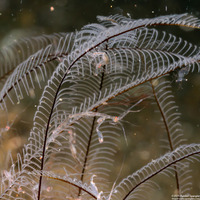 Caprella sp.1 (Skeleton Shrimp)
