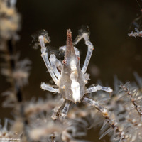 Xenocarcinus conicus (Conical Spider Crab)