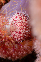 Margovula bimaculata (Banded Egg Cowrie)