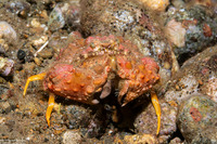 Calappa gallus (Rough Box Crab)