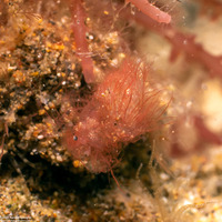 Phycocaris simulans (Red Algae Hairy Shrimp)