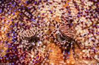 Zebrida adamsii (Zebra Urchin Crab)