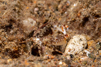 Charybdis sp.2 (Charybdis sp.2)