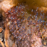 Amphiprion polymnus (Saddleback Anemonefish)