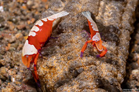 Zenopontonia rex (Emperor Shrimp)