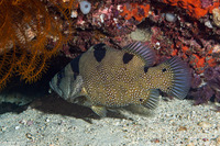 Pogonoperca punctata (Spotted Soapfish)