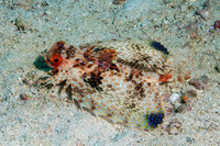 Dactyloptena orientalis (Helmut Gurnard)