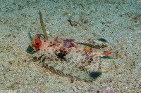 Dactyloptena orientalis (Helmut Gurnard)