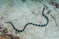 Leiuranus semicinctus (Saddled Snake Eel)