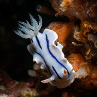 Chromodoris willani (Willan's Chromodoris)