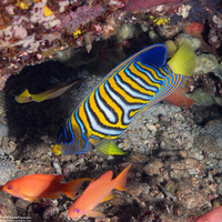 Pygoplites diacanthus (Regal Angelfish)