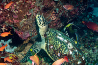 Eretmochelys imbricata (Hawksbill Turtle)