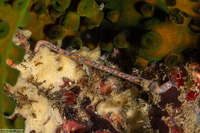 Synaptula sp.4 (Synaptula sp.4)