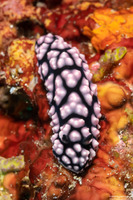 Phyllidiella pustulosa (Pustulose Phyllidia)