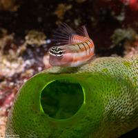 Ecsenius dilemma (Twocoat Coralblenny)