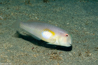 Iniistius melanopus (Finspot Razorfish)
