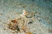 Abdopus sp.1 (White-V Octopus)