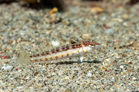 Parapercis snyderi (Blackfin Sandperch)