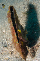 Atrina pectinata (Comb Pen Shell)