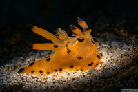 Thecacera sp.1 (Black-Tipped Thecacera)