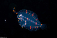 Family Bothidae (Larval Flounder)