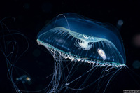 Aequorea victoria (Aequorea Victoria)