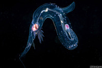 Superfamily Pterotracheoidea (Heteropod)