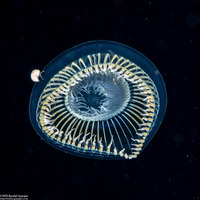 Aequorea sp.2 (Aequorea sp.2)