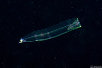 Gymnothorax sp. (Larval Eel)