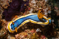 Chromodoris annae (Anna's Chromodoris)